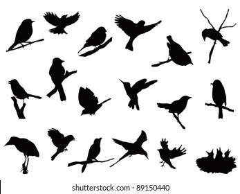 bird silhouettes collection