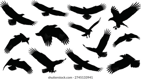 Bird silhouettes in flight, eagles soaring, diverse wing positions, avian anatomy, abstract vector illustration, black design elements, graceful motion art
