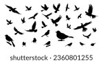 Bird silhouettes, bird flying and standing silhouettes detailed