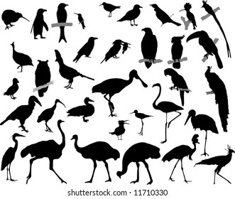 Bird Silhouettes (Vector)
