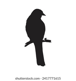 bird silhouettes white background. Vector illustration
