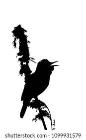 Bird singing. Vector image. Natural branch and bird. White background.