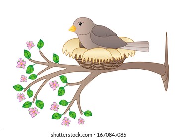 A bird sits in a nest on a flowering spring branch - vector full color picture. A small bird - a sparrow hatches eggs in a cozy nest on a tree with pink accents and tender young leaves.