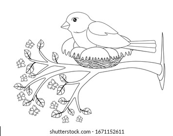 A bird sits in a nest on a flowering spring branch - vector linear picture for coloring. A small bird - a sparrow hatches eggs in a cozy nest on a tree with flowers and tender young leaves. Outline