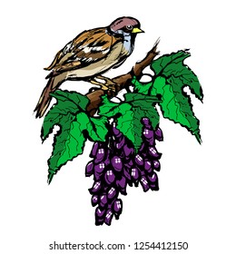 The bird sits on grapes. Sketch. Isolated image on white background. Vector illustration