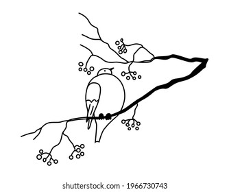 The bird sits on a rowan branch. Vector illustration hand drawn in outline style doodle