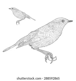 Bird sitting down on the twig, Botanical vintage illustration. Hand drawn isolated outline vector.