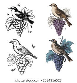 Bird sitting naturally on the grapes vector art and illustration with vintage style