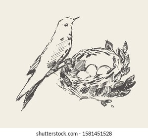 Bird is sitting in a nest with eggs. Hand drawn vector illustration, sketch