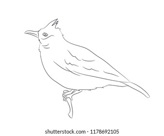 bird sitting on a branch, lines, vector, white background