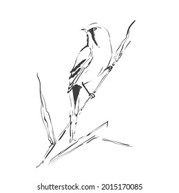 Bird sitting on the branch. Sketch