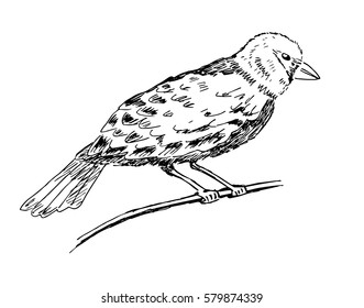 A bird sitting on a branch. Sketch, black and white.