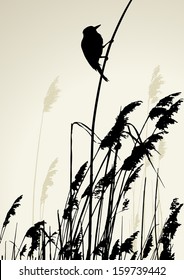 A bird sitting on reed, during the summer day - vector