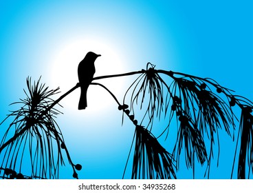 bird sitting on a tree in silhouette