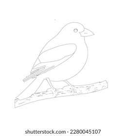 bird skech or linearton white background, illustration, line ar
