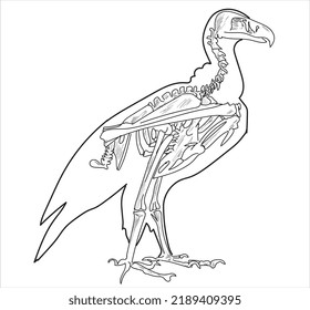 Bird skeletal system on a white background sketch hand drawing vector illustration