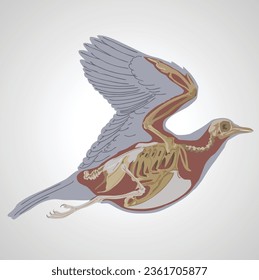 bird skeleton isolated vector illustration on white background