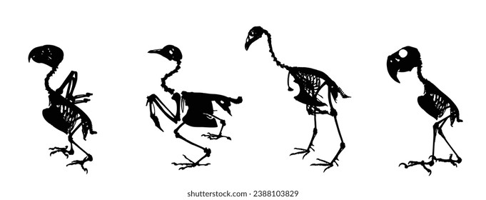 Esbozo de pájaro conjunto gráfico de silueta vectorial aislado. Fósil de anatomía animal, desde la biología de la fauna. Sistema de estructura de huesos. Arqueología educativa. Partes del cuerpo de pollo. Halcón, loro, faisán.