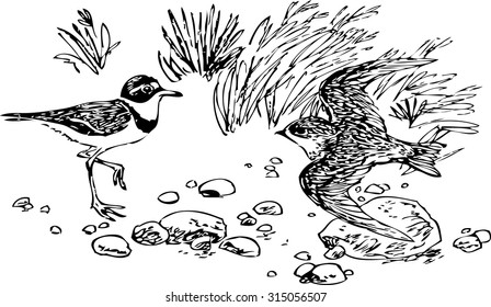 bird sketc