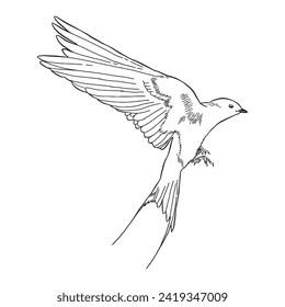 Bird sketch 2 vector line art isolated on white