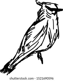 Esbozo de pájaro, ilustración, vector sobre fondo blanco.