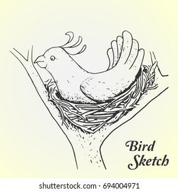 Bird Sketch in the nest Vector