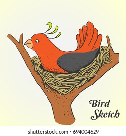 Bird Sketch in the nest Vector colorful