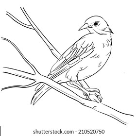 Bird sketch . Vector illustration