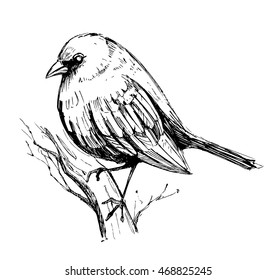 Bird sketch. Vector illustration
