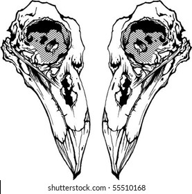 bird skull