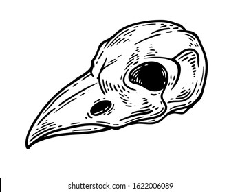 Bird Skull Engraving Vector Illustration. Bird Bone Head Skull, Occult Symbol For Witchcraft.