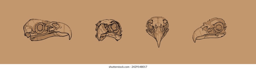 Bird skull  hand drawn sketch on a white background. Vector illustration