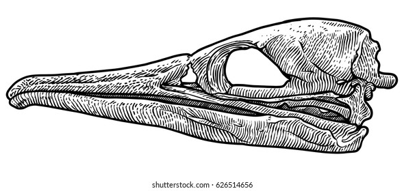 Bird skull illustration, drawing, engraving, ink, line art, vector