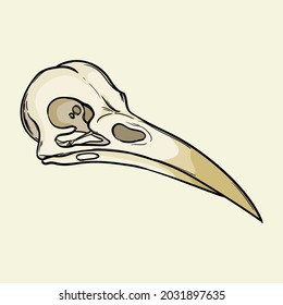 Bird skull, magical attribute. Hand drawn vector illustration isolated on background.