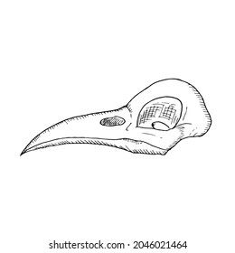 Bird skull. Occult element. Vector illustration. Isolated on white. Hand-drawn style.