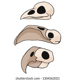 Bird skulls cartoon vector, illustration motif set. Hand drawn isolated flamingo, parrot and avian bone elements clipart for nature blog, natural history bone skeleton graphic