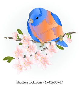 Bird small  thrush  Bluebird  watercolor on a sakura cherry branch pink  flower with leaves blue background  vintage vector illustration editable hand draw