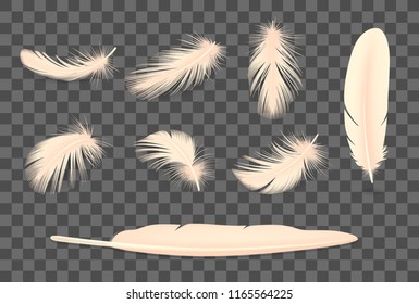 Bird soft feathers realistic transparent set isolated vector illustration