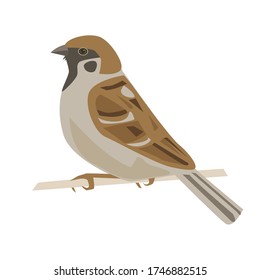 Bird Sparrow. Vector illustration. Isolated on a white background.