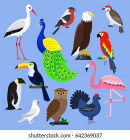 Bird species collection different vector illustration wild animal characters avifauna tropical feather pets