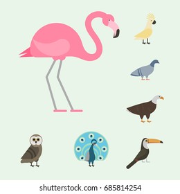 Bird species collection different vector illustration wild animal characters avifauna tropical feather pets