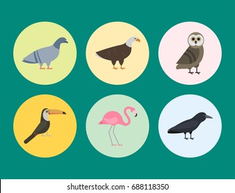 Bird species collection different vector illustration wild animal characters avifauna tropical feather pets