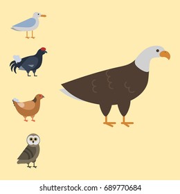 Bird species collection different vector illustration wild animal characters avifauna tropical feather pets