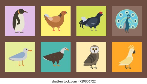 Bird species collection different vector illustration wild animal characters avifauna tropical feather pets