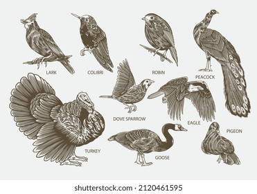 Bird species drawing set vector. Hand drawn engraving of lark, colibri, turkey, and robin. Animal wildlife with peacock, dove sparrow, eagle, pigeon, and goose.