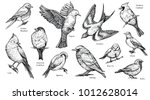 Bird species hand drawn set. Vector isolated flying pigeon, swallow, sparrow, robin, starling, blue tit, lark, northern cardinal, oriole, american goldfinch, eastern bluebird. Linear engraved art.
