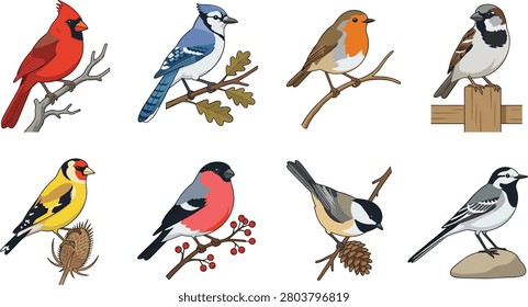 Bird species illustration set featuring cardinal, blue jay, robin, sparrow, goldfinch, bullfinch, chickadee, and wagtail