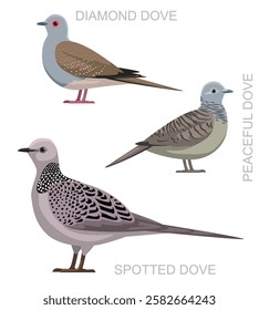 Bird Spotted Dove Australian Set Cute Cartoon Vector