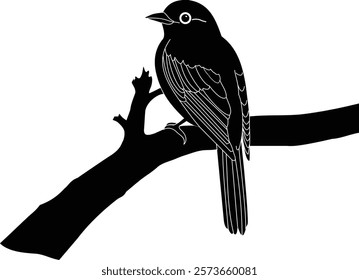 A bird stands on big tree branch Silhouette image