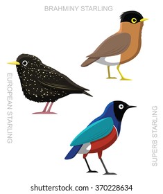 Bird Starling Set Cartoon Vector Illustration